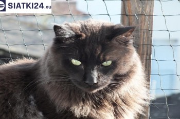 Siatki Miastko - Zabezpieczenie balkonu siatką - Kocia siatka - bezpieczny kot dla terenów Miastka